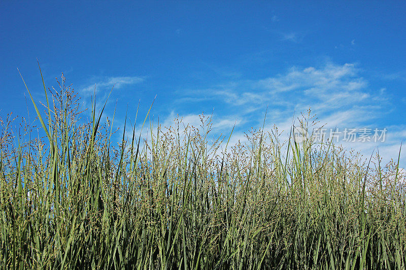 Panicum virgatum“重金属”- Rutenhirse